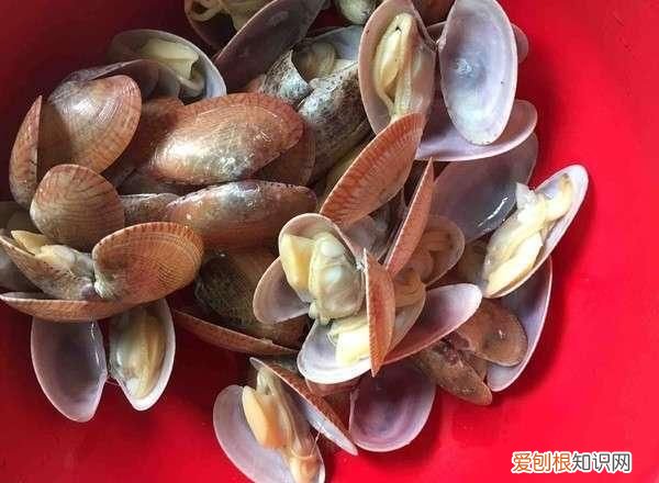 花甲的壳是什么垃圾，花甲什么垃圾上海垃圾分类