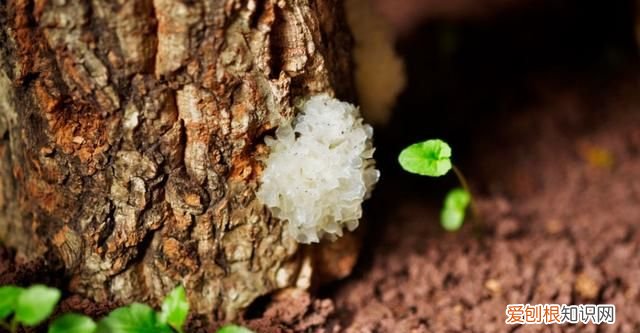 同仁堂通江银耳的功效