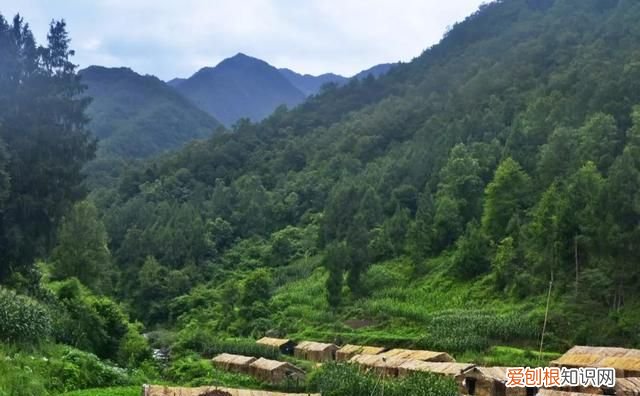 同仁堂通江银耳的功效