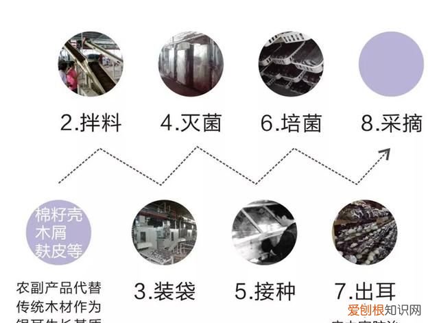 同仁堂通江银耳的功效