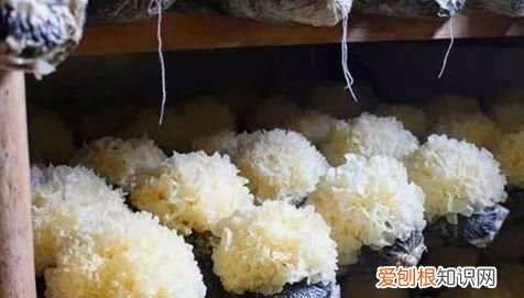 同仁堂通江银耳的功效