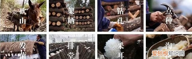 同仁堂通江银耳的功效