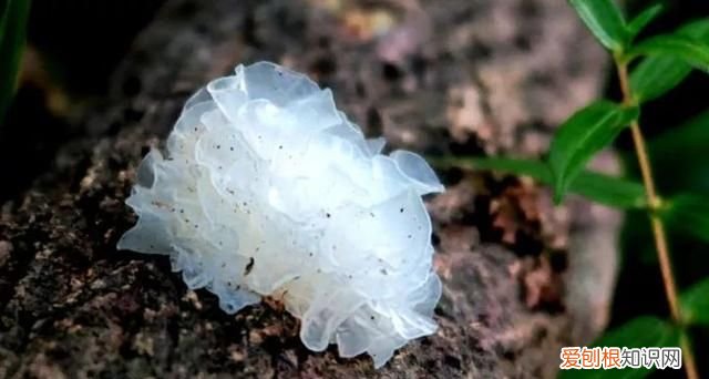 同仁堂通江银耳的功效