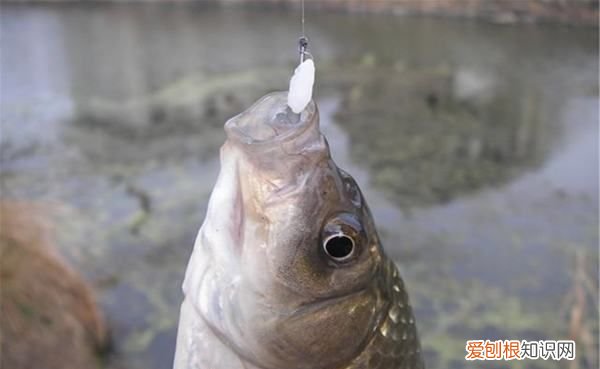 老钓位可以天天钓，同一个钓位能天天钓到鱼吗