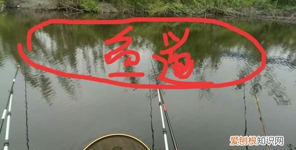 老钓位可以天天钓，同一个钓位能天天钓到鱼吗