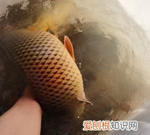 6号伊势尼能大小通吃，二三两的小鲤鱼能吃吗