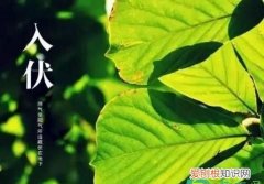 伏羊节是什么意思，几月几号入伏多少天