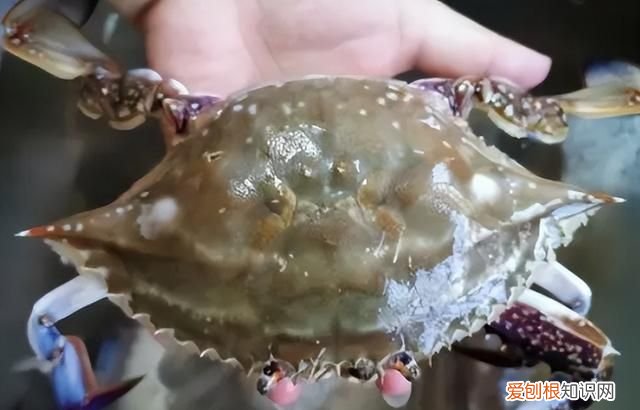 简单三招教你挑梭子蟹保证个个肥