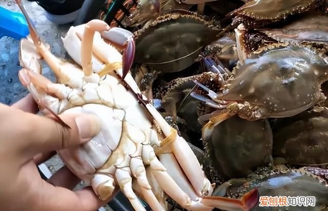 简单三招教你挑梭子蟹保证个个肥