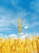 大麦的营养价值及功效与作用