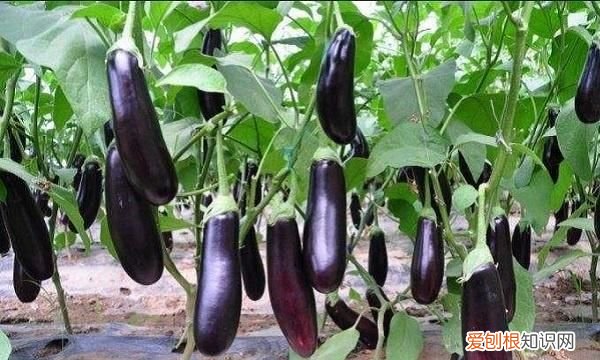 茄子的生长特点是什么,茄子的种植特点有哪些