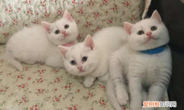 纯白英短的鉴别方法，蓝白英短怎么看纯不纯