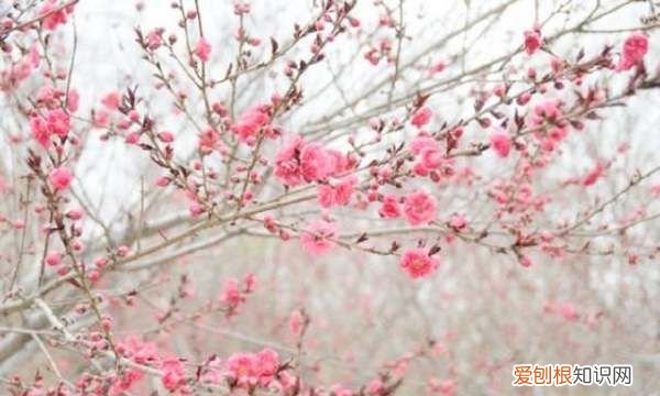 为什么叫桃花运，为什么叫做桃花运