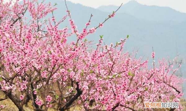 为什么叫桃花运，为什么叫做桃花运