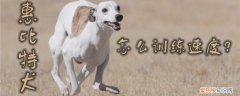 惠比特犬怎么训练速度，惠比特犬跑多快