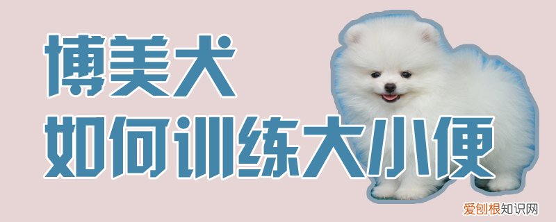 博美犬如何训练大小便，博美犬训练大小便相关视频