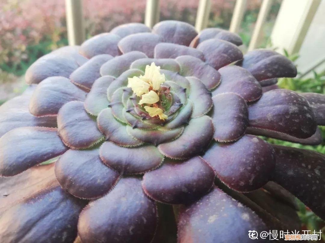 多肉开花好吗? 多肉花好不好养