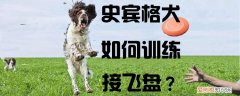 史宾格犬如何训练接飞盘，狗狗怎么训练接飞盘