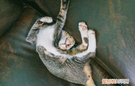 猫突然站不起来侧躺着,猫突然站不起来一直叫,猫咪突然站不起来头也没劲