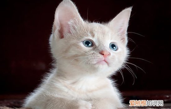 猫突然一抽一抽大喘气,猫突然大喘气像哮喘,猫突然大喘气不停，猫突然大喘气抽搐