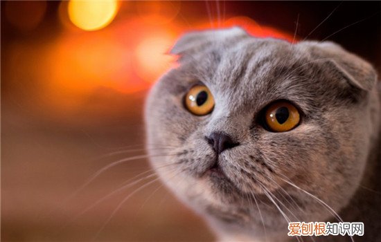 猫为什么得糖尿病病因,猫糖尿病的症状,猫糖尿病能治好吗，猫糖尿病有治愈的可能吗