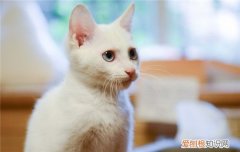 猫为什么得糖尿病病因,猫糖尿病的症状,猫糖尿病能治好吗，猫糖尿病有治愈的可能吗