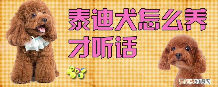 泰迪犬怎么养才听话，怎么才能让泰迪狗听话