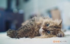 被猫抓伤了要打针吗,被猫抓伤了要打疫苗吗,被猫抓伤了要打狂犬疫苗吗