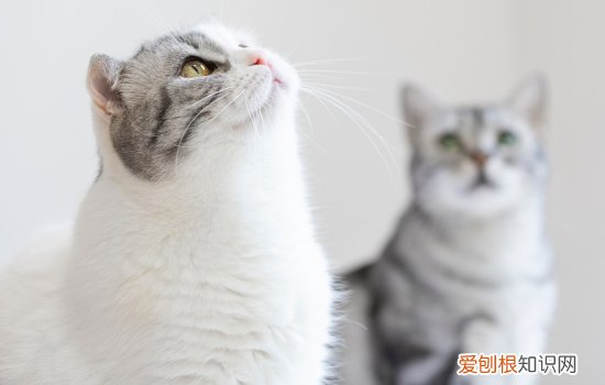 猫掉毛好严重怎么办 猫咪掉毛严重怎么办