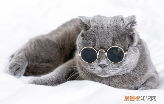 猫的泪痕怎么治疗好 猫的泪痕怎么治疗