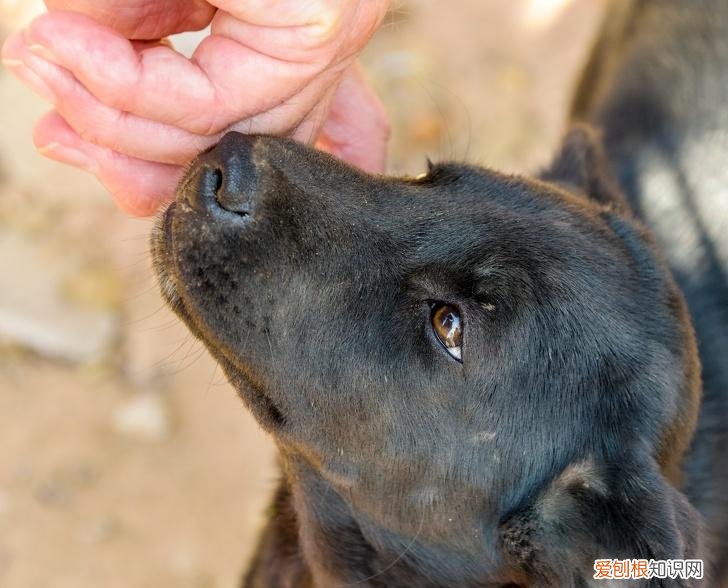 动物趣味小知识有哪些 动物趣味小知识手抄报
