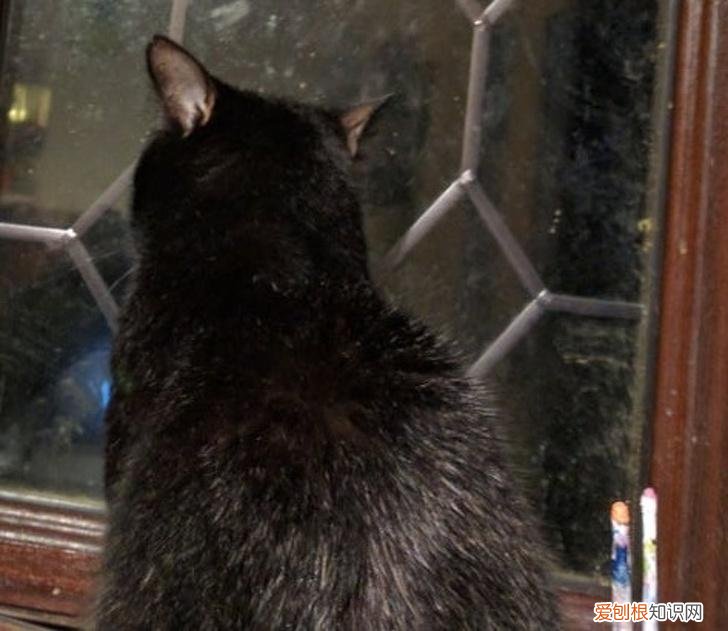 动物趣味小知识有哪些 动物趣味小知识手抄报