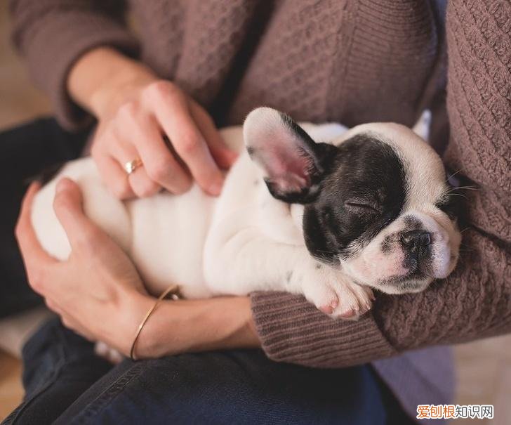 动物趣味小知识有哪些 动物趣味小知识手抄报