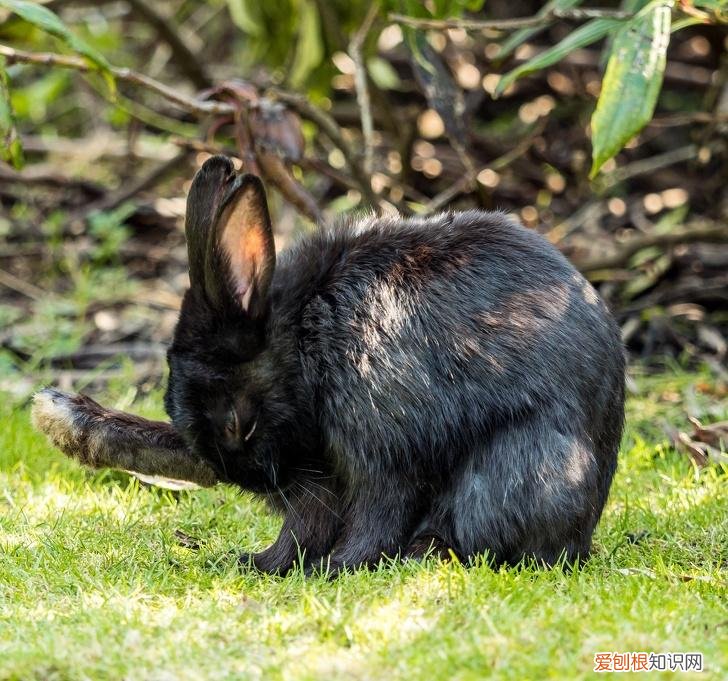 动物趣味小知识有哪些 动物趣味小知识手抄报
