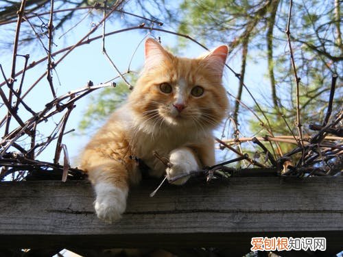 动物趣味小知识有哪些 动物趣味小知识手抄报