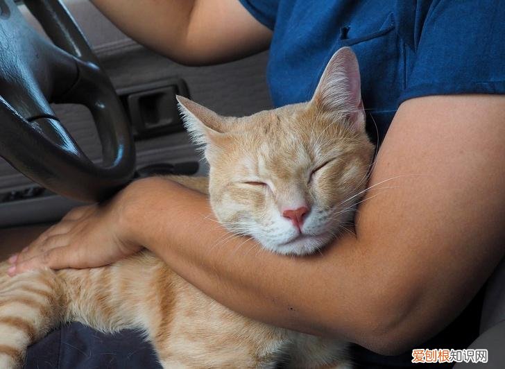 动物趣味小知识有哪些 动物趣味小知识手抄报