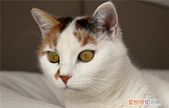 猫球虫病怎么治疗,猫球虫病有什么症状,猫球虫病是什么原因引起的，猫得球虫病