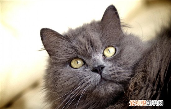 猫白内障是怎么引起的,猫得了白内障能治好不,猫的白内障能看到东西吗