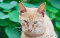 猫白内障是怎么引起的,猫得了白内障能治好不,猫的白内障能看到东西吗