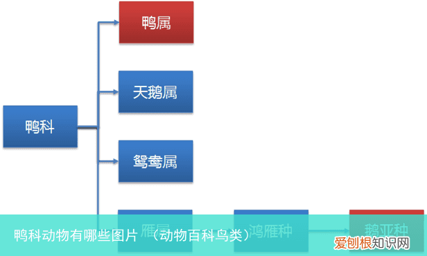 动物百科鸟类 鸭科动物有哪些图片