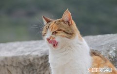 猫呕吐的原因,猫咪呕吐是怎么回事,猫咪呕吐是什么原因，猫咪呕吐有几种原因