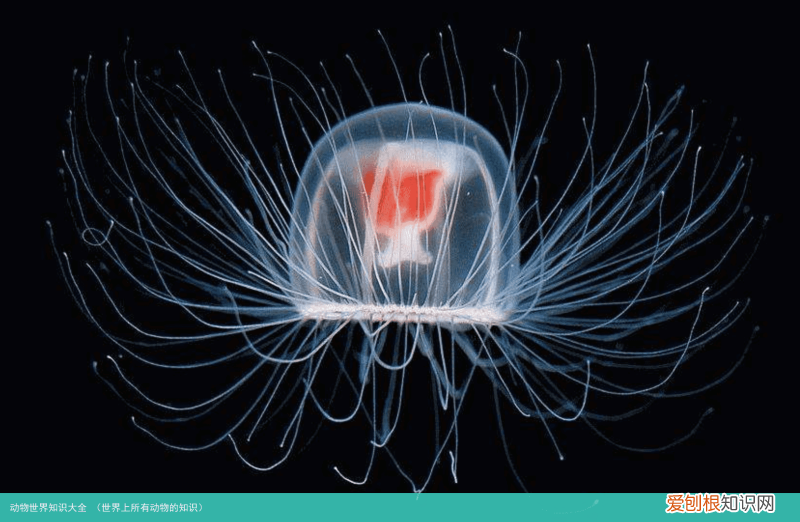 世界上所有动物的知识 动物世界知识大全