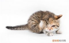 猫应激反应怎么解决,预防猫应激反应,，猫应激反应怎么避免