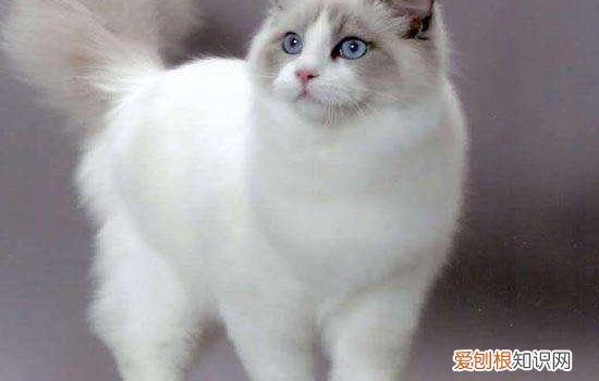 猫应激反应怎么解决,预防猫应激反应,，猫应激反应怎么避免