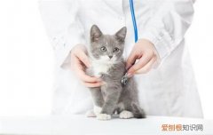 猫咪哪些情况不可以打疫苗,猫什么情况下不能打疫苗,什么情况下猫不能打疫苗