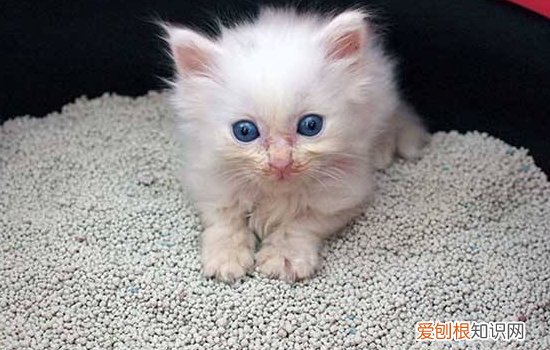 猫驱虫药怎么使用,猫驱虫药怎么用,猫驱虫药怎么滴，猫咪驱虫药怎么弄