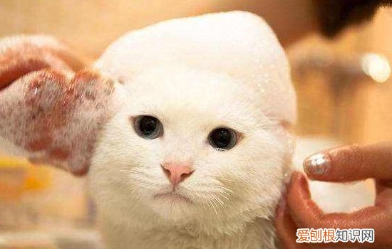 猫驱虫药怎么使用,猫驱虫药怎么用,猫驱虫药怎么滴，猫咪驱虫药怎么弄