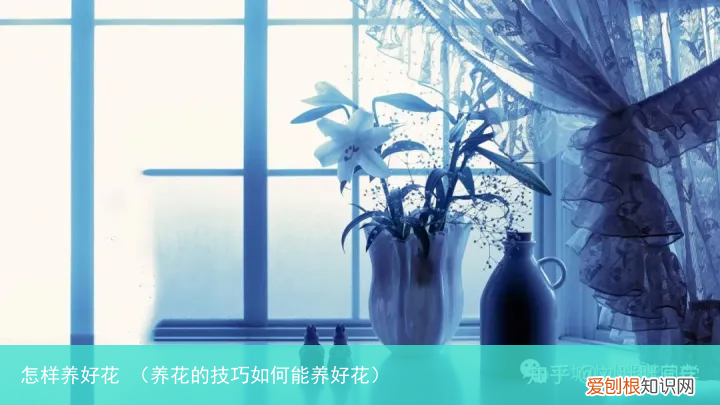 养花的技巧如何能养好花 怎样养好花