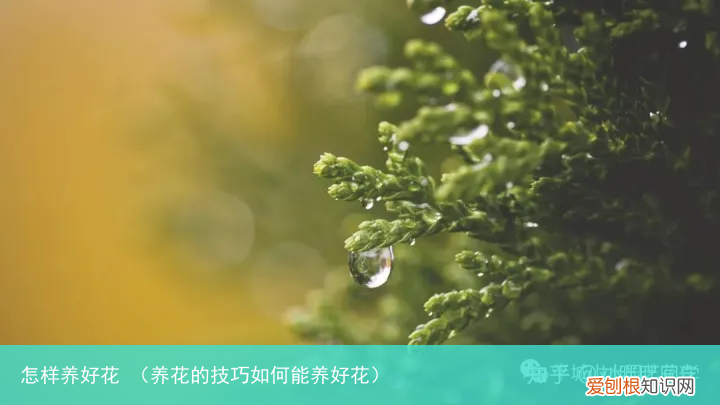养花的技巧如何能养好花 怎样养好花