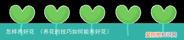 养花的技巧如何能养好花 怎样养好花